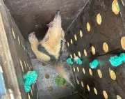 Tamanduá é resgatado após subir em cajueiro para fugir de cães na Barra dos Coqueiros