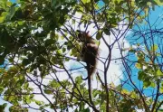 Tamanduá é resgatado de cajueiro em Aracaju após risco de ataque por cães