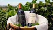 Taninos no Vinho: Do Uruguai ao Brasil, a Uva Tannat Conquista Paladares