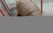 Tatu-canastra 'gigante' é resgatado após passear por ruas de Mineiros, em Goiás