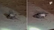 Tatu tenta socorrer parceiro atropelado em estrada do Rio Grande do Sul