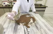 Temperagem do chocolate: a ciência que garante o brilho e firmeza dos ovos de Páscoa