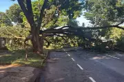 Temporal em Campo Grande derruba árvores e deixa bairros sem energia elétrica