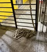 Tentativa de fuga frustrada na Penitenciária de Caicó com corda improvisada de lençóis