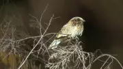 Terra da Gente explora aves raras e gigantes aquáticos no Triângulo Mineiro