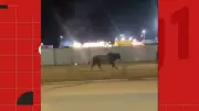 Touro foge de rodeio no ES, fere estudante e é recapturado em MG após percurso de 7 km