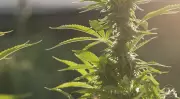 Trump deve reclassificar maconha nos EUA nesta quarta-feira, flexibilizando uso medicinal