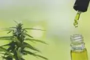 Trump reclassifica maconha nos EUA e amplia acesso à substância