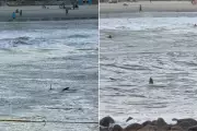 Tubarão-martelo é flagrado próximo a crianças em praia de Guarujá, SP