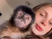 Tutora de macaco fujão em Campinas promete mudar manejo após fuga que mobilizou bombeiros
