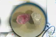 Unicamp desenvolve dispositivo 3D que recria medula óssea em laboratório para testes de medicamentos
