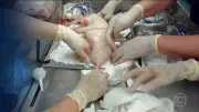 USP realiza primeira clonagem de porco no Brasil para avançar em transplantes de órgãos