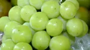 Uva gigante 'Pilar Moscato' viraliza nas redes sociais por sabor e tamanho incomum