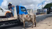 Vaca foge de feira agropecuária e corre atrás de pedestres em Uberaba