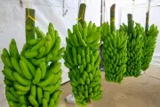 Vale do Ribeira conquista selo de Indicação Geográfica para produção de banana