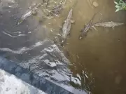 Vídeo mostra grupo de mais de 10 jacarés-tinga em igarapé na Zona Sul de Manaus