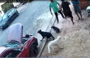 Vereador atira em cães durante operação e Câmara abre processo por quebra de decoro