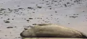 Xuxa Meneghel compartilha morte brutal de elefante-marinho Leôncio em Alagoas