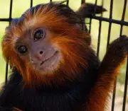 Zoológico de Bauru ganha mico-leão ameaçado de extinção vindo da Bahia