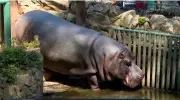 Zoológico de São Paulo apresenta novo morador: hipopótamo Ramon se junta a Colônia