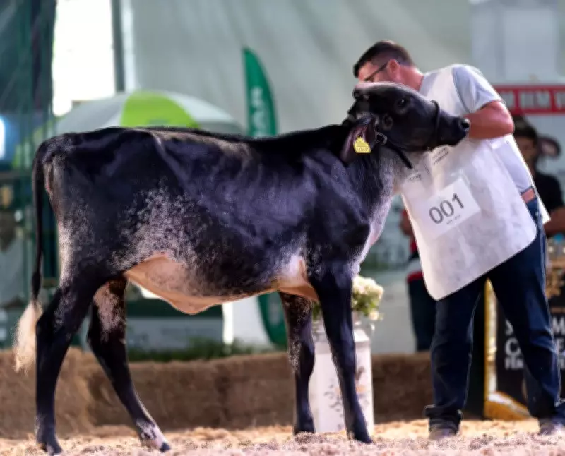 14ª Expo Girolando em Barra Mansa reúne 250 animais de alto padrão genético