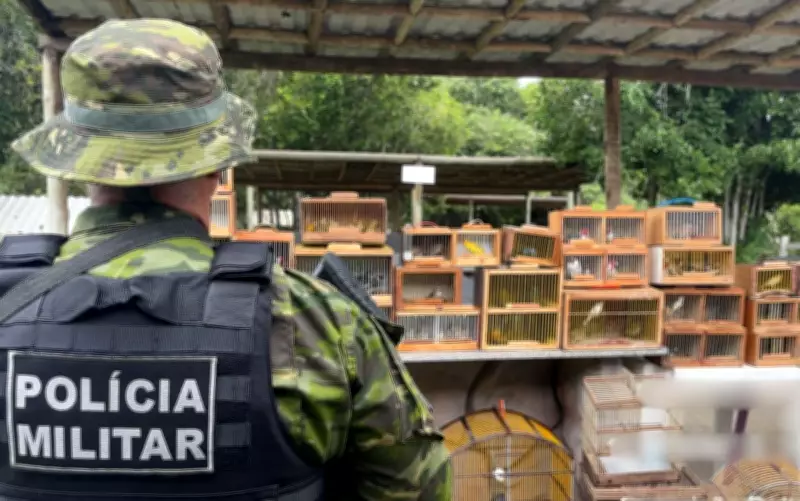 155 pássaros silvestres são apreendidos em feira livre de Lagarto, SE