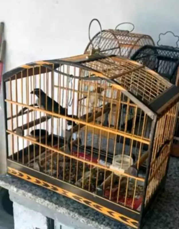 18 pássaros silvestres são apreendidos em Volta Redonda no bairro Retiro