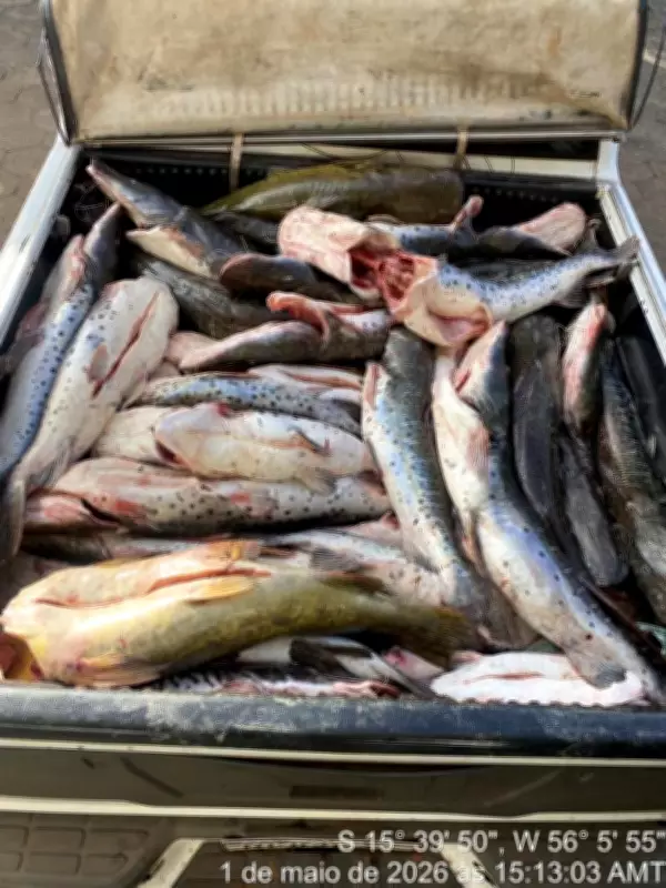 465 kg de pescado ilegal apreendidos e homem preso em Várzea Grande