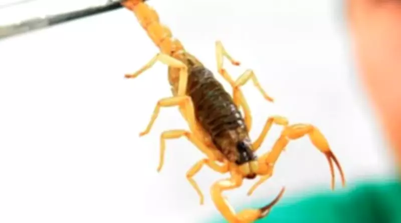 Acidentes com escorpião crescem 25% em SP; mortes e falta de soro preocupam