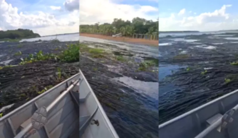 Acúmulo de algas no Rio Paraná prejudica turismo e navegação no Oeste Paulista
