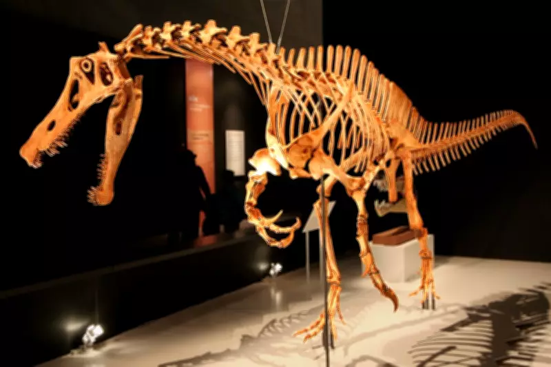 Alemanha devolverá fóssil de dinossauro brasileiro Irritator challengeri