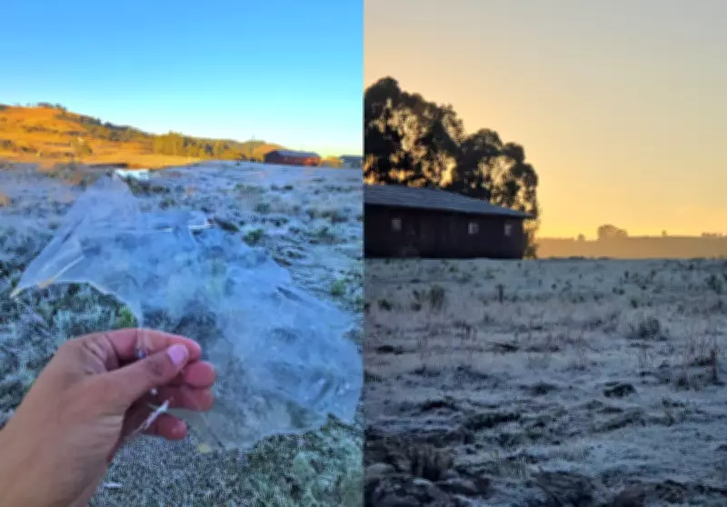 Amanhecer com -4,22°C forma placas de gelo em São Joaquim, SC