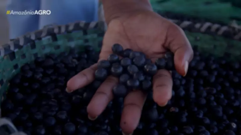 Amazônia Agro de Domingo: 03 de Maio de 2026