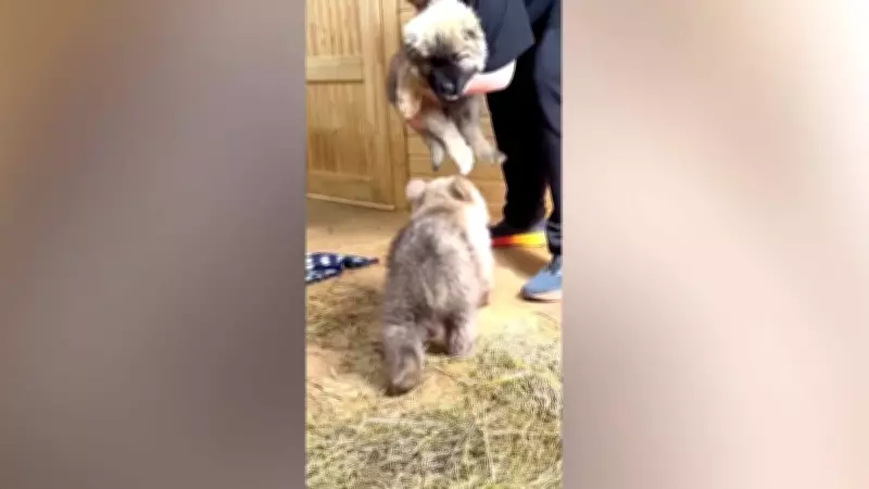 Amizade improvável: filhotes de urso e cachorro viram inseparáveis na Rússia