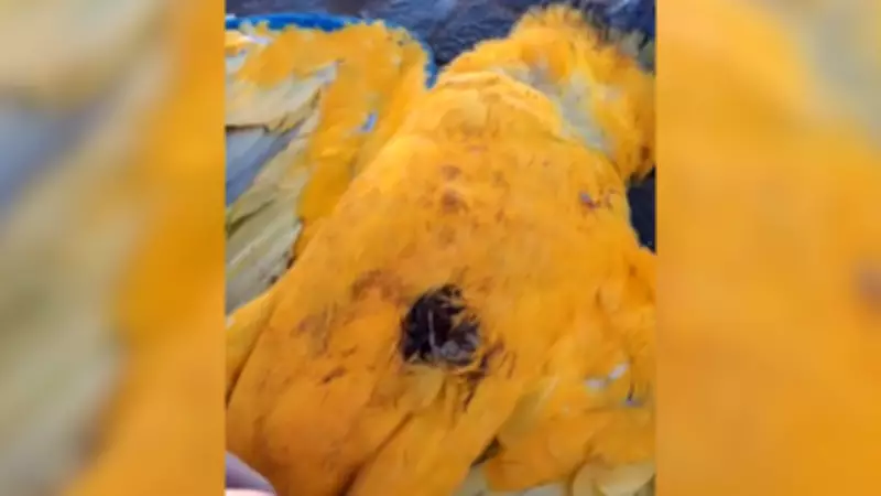 Arara-canindé encontrada morta em praça de Centralina com suspeita de tiro