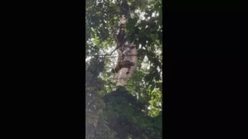 Asa-delta cai no Jardim Botânico: piloto de 71 anos é resgatado sem ferimentos