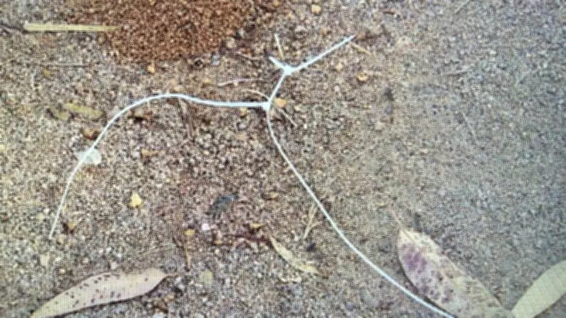 Assalto a turistas em trilha de SC: vítimas amarradas e roubadas
