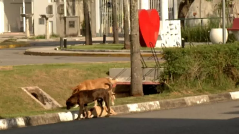 Ataques de cães aterrorizam moradores em Jundiapeba, Mogi das Cruzes