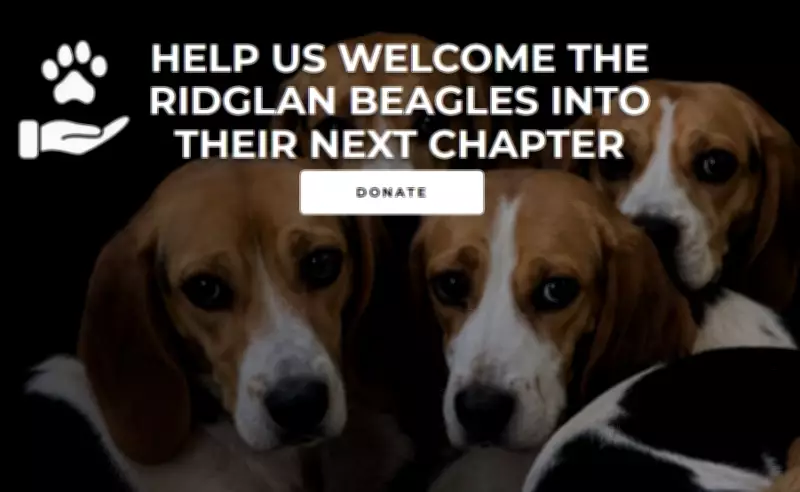 Ativistas resgatam 1,5 mil beagles de centro de pesquisa nos EUA