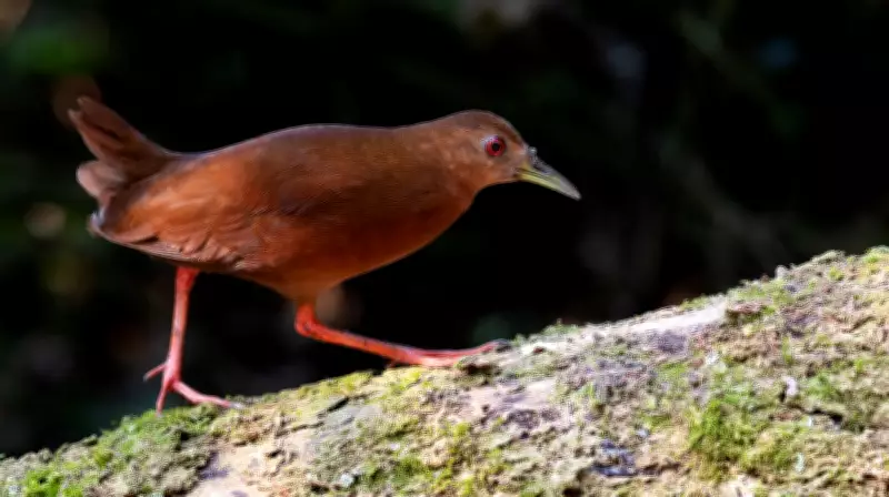 Ave discreta é flagrada caçando minhocas em antiga fazenda em Ilhabela