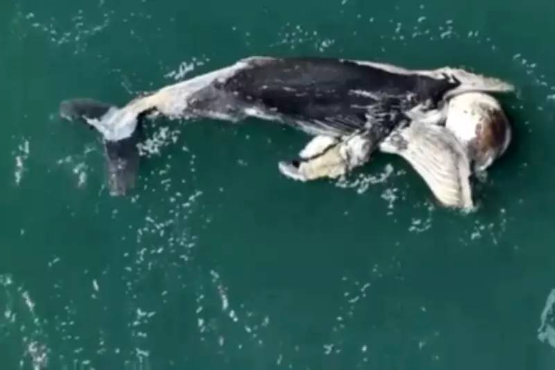 Baleia-jubarte filhote de 6 metros é encontrada morta em São Sebastião