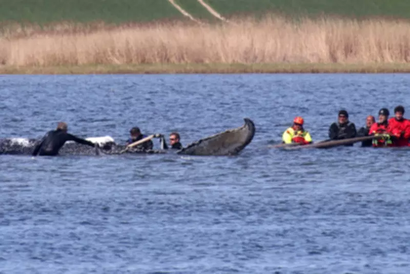 Baleia-jubarte resgatada na Alemanha é encontrada morta na Dinamarca