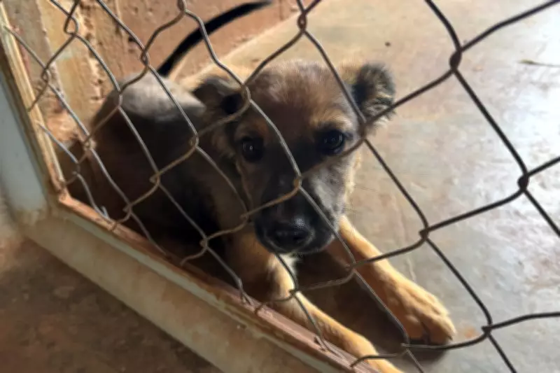 Banco de ração em Presidente Prudente começa a atender protetores de animais
