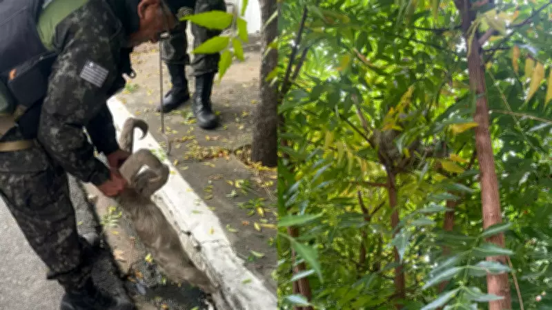 Bicho-preguiça é resgatado perto de fiação elétrica em Teresina