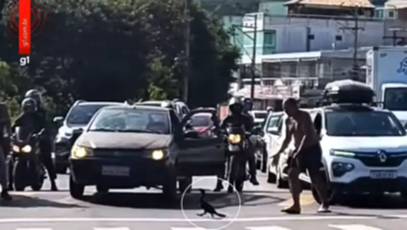Biguá atravessa faixa de pedestres e motoristas param em Cabo Frio