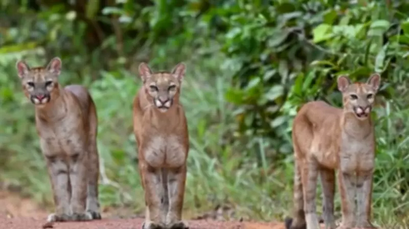 Biólogo encontra três onças-pardas juntas no extremo norte do Amazonas