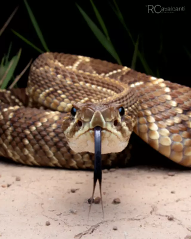 Biólogo registra serpentes raras e revela segredos da profissão