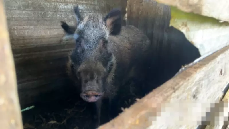 BM resgata 29 animais de maus-tratos e prende homem na Serra