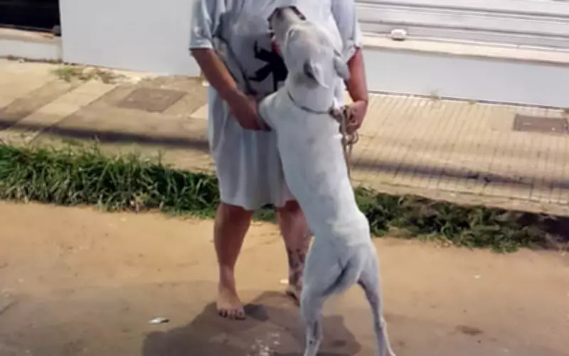 Bombeiros resgatam pitbull que ameaçava pular de prédio em chamas em Varginha