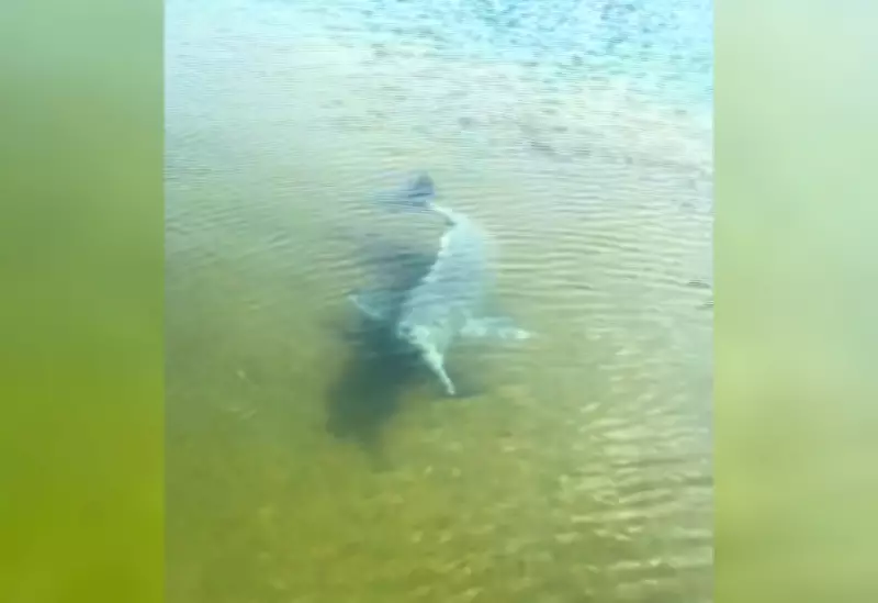 Boto 'escolta' barco de pescadores e atrapalha pescaria no Rio Tocantins